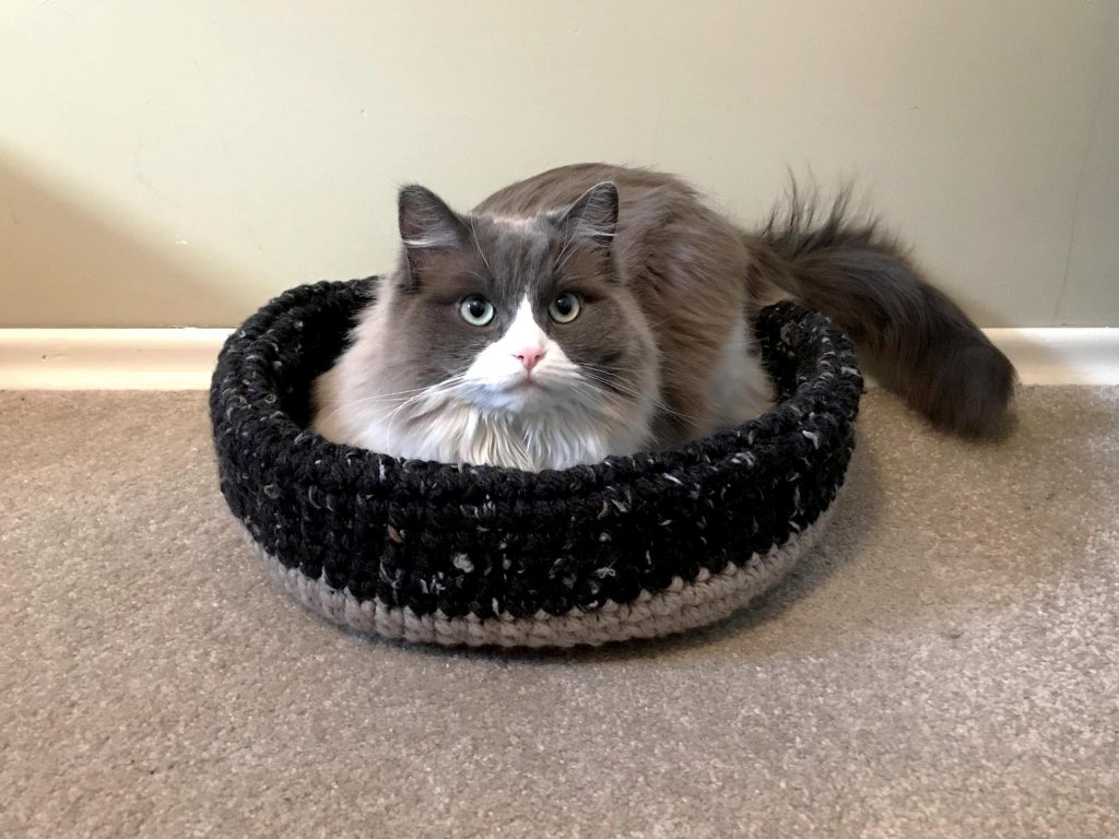 cat in a crochet cat bed