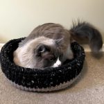 cat modeling the cat bed